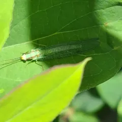 Chrysopa coloradensis thumbnail 3