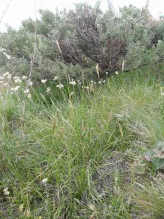 Vasey's Oatgrass thumbnail 2