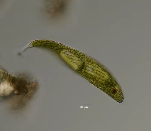 Lepocinclis fusca