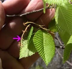 rock elm thumbnail 3