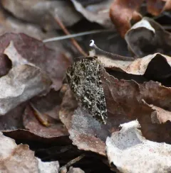 Marbled Wave Moth thumbnail 1
