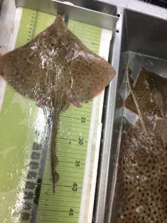 Barndoor Skate thumbnail 3