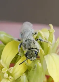 Lasioglossum albohirtum thumbnail 3