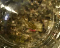 Neglected Fairy Shrimp thumbnail 3