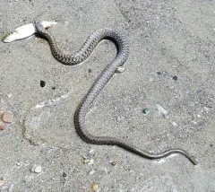Aquatic Garter Snake thumbnail 4