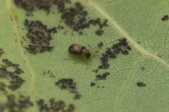 Zeugophora varians thumbnail 4
