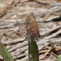 Frosted Elfin thumbnail 2