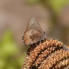Brown Elfin thumbnail 3