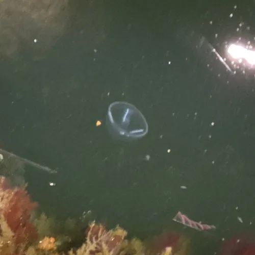 Umbrella Jelly