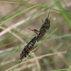 Shaggy St Mark’s Fly thumbnail 3