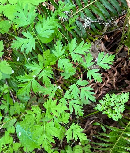 Celery Leaf Lovage