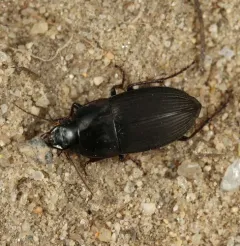 Rustic Harp Ground Beetle thumbnail 3