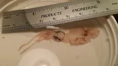 Smallfin Gonate Squid thumbnail 2