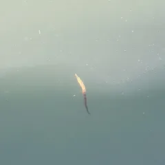 Kelp Pipefish thumbnail 3