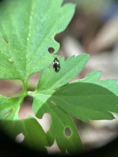 Phyllotreta bipustulata thumbnail 3