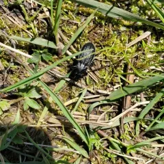 Meander Ground Beetle thumbnail 3