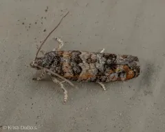 Douglas-fir Cone Moth thumbnail 3