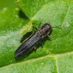 Two-lined Chestnut Borer thumbnail 1