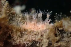 Rhizogeton nudus thumbnail 2