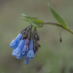 long bluebells thumbnail 3