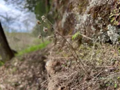 Cliff Cudweed thumbnail 4