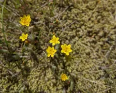 Annual Agoseris thumbnail 3