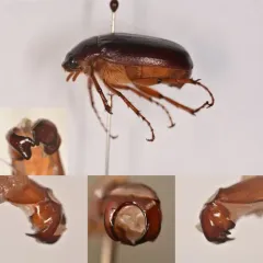 Phyllophaga fusca thumbnail 3