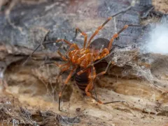 Sclerobunus idahoensis thumbnail 3