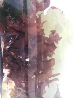 Devil's Tongue Weed thumbnail 3