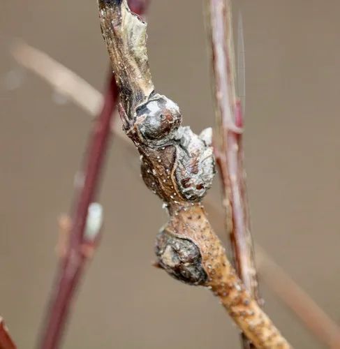 Rabdophaga globosa