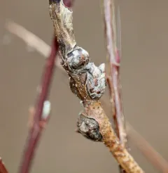 Rabdophaga globosa thumbnail 1