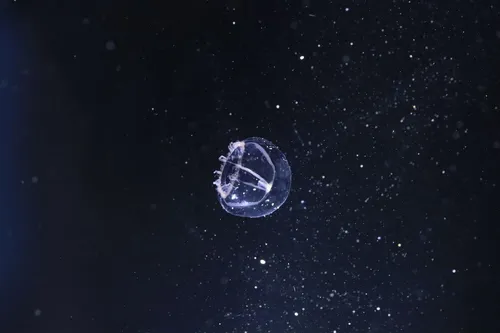 Mitrocomella polydiademata