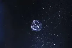 Mitrocomella polydiademata thumbnail 1