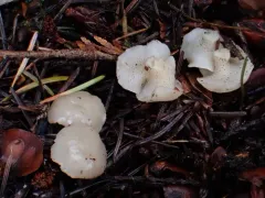 Cudoniella tenuispora thumbnail 4