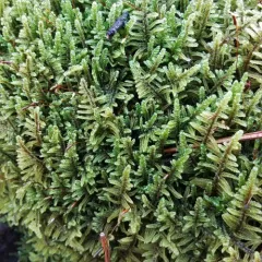 brocade moss thumbnail 4
