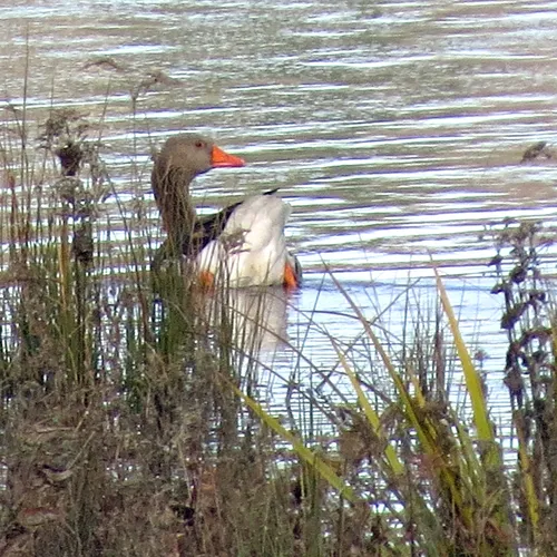 Greylag Goose