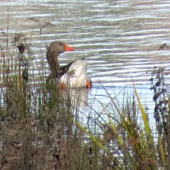 Greylag Goose thumbnail 1