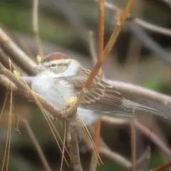 Chipping Sparrow thumbnail 2