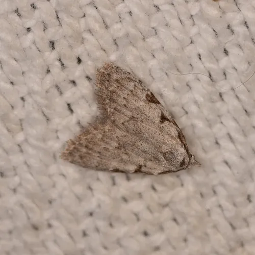 Three-spotted Nola Moth