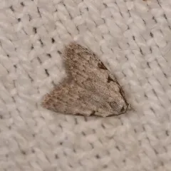 Three-spotted Nola Moth thumbnail 1