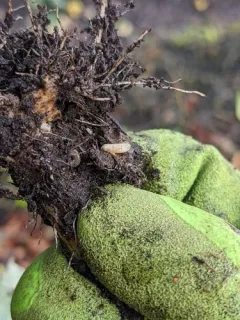 Cabbage Root Fly thumbnail 4