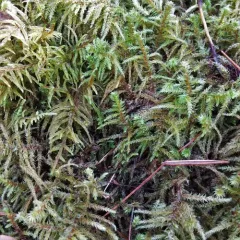 rough goose neck moss thumbnail 2