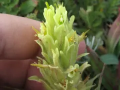 beautiful paintbrush thumbnail 2