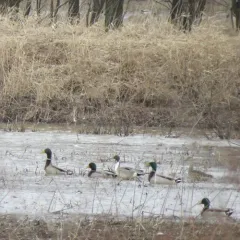 Northern Pintail thumbnail 3