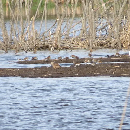 Marbled Godwit