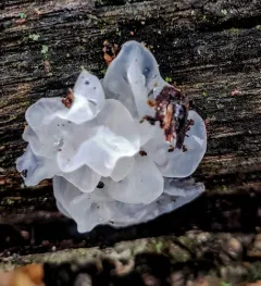 snow fungus thumbnail 3