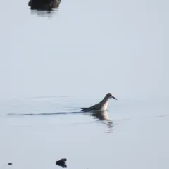 Semipalmated Sandpiper thumbnail 2