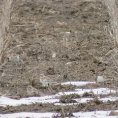 Snow Bunting thumbnail 3
