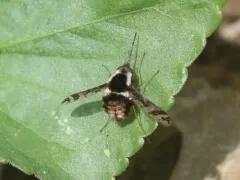 Bombylius pulchellus thumbnail 2