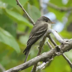 Eastern Wood-Pewee thumbnail 4